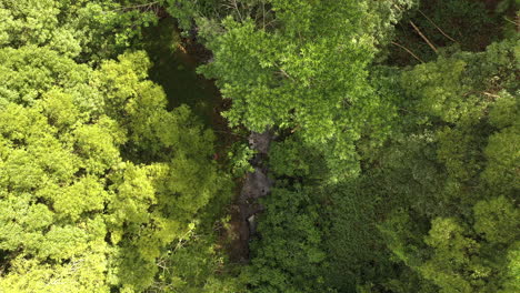 4k-Luftaufnahme-Eines-Dichten-Waldes-In-Australien