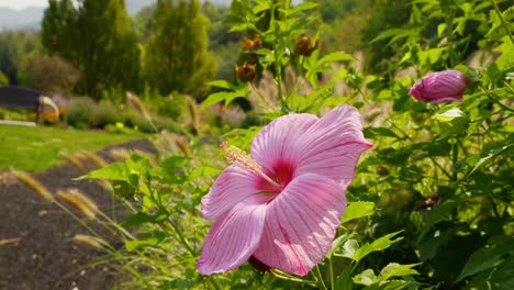 Beautiful-blush-pink-Hibiscus-flower-also-called-China-rose-with-large-showy-vibrant-petals,-and-a-honey-bee-looking-for-nectar