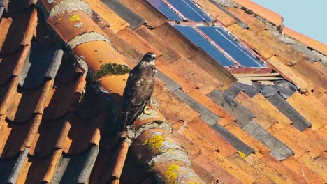 Peregrine-Falcon-Perched-At-The-Roof-On-A-Sunny-Day