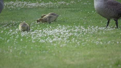Fluffy-Canada-Goose-Goslings-Grazing,-Fluffy-Baby-Chicks-During-Spring