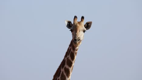 Giraffe,-Die-In-Die-Kamera-Schaut.-Nahaufnahme-Und-Kopierraum