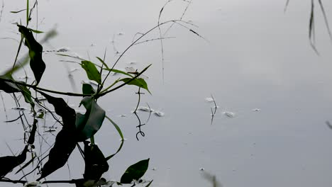 Nahaufnahme-Einer-Libelle,-Die-Auf-Einer-Pflanze-Neben-Einem-Reflektierenden-See-In-Thailand-Sitzt