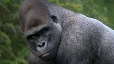 Epische-Nahaufnahme-Eines-Mächtigen-Gorilla-Männchens,-Das-Intensiven-Augenkontakt-Mit-Der-Kamera-Herstellt