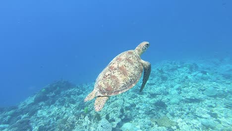 Underwater-footage-of-green-sea-turtle-Diving-and-wildlife-concept