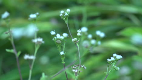 Close-Up-Slow-Motion-of-Unbloomed-Wild-Little-White-Flowers-'Stellaria-holostea'-in-Green-Meadow-Grass