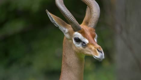 Isolated-close-up-of-a-Giraffe-gazelle-turning-its-head-towards-the-camera