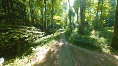 FPV,-Narrow-Straight-Path-In-The-Forest-With-Warm-Sunlight-Passing-Through-Beech-Trees-In-Summer-Near-Lausanne-In-Switzerland