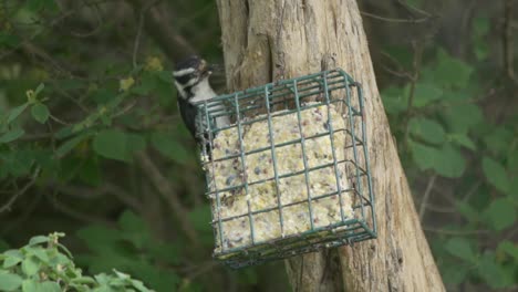 Hair-Woodpecker-Climbing-A-Tree-And-Feeder-In-Slow-Motion