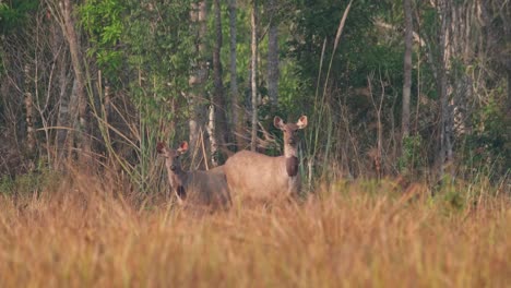 Staring-straight-towards-the-camera-almost-not-moving-as-they-look-around-for-predator,-one-on-the-left-move-its-mouth-and-head,-Sambar-Deer,-Rusa-unicolor,-Phu-Khiao-Wildlife-Sanctuary,-Thailand