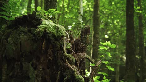 Piece-of-tree-trunk-covered-with-moss-in-green-forest-with-tall-trees