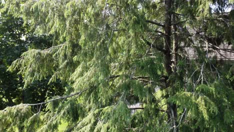 A-vertical-view-of-an-evergreen-tree