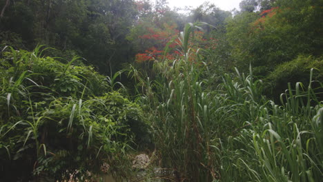 Escena-De-La-Naturaleza-En-La-Selva-Tropical-En-El-Río-Tanama,-Puerto-Rico-Durante-El-Día