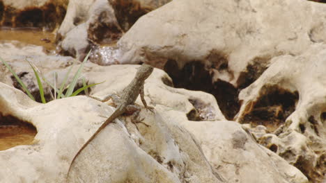 Anole-Lizard-On-Rocks-At-Swamp-Near-Rio-Tanama-In-Puerto-Rico