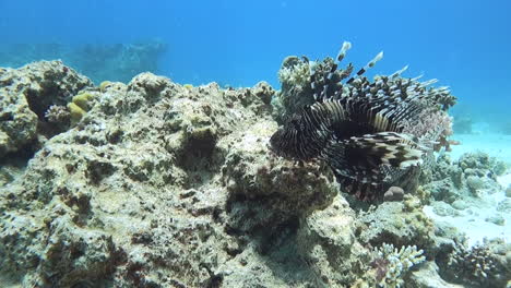 Slow-dolly-in-on-Lionfish-resting-by-dead-or-dying-brown-coral,-Indo-Pacific