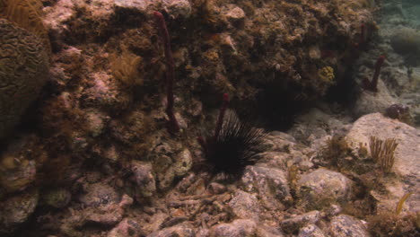 Diploria,-Gerillte-Gehirnkoralle-Und-Seeigel-Auf-Dem-Meeresboden-Mit-Rifffischen
