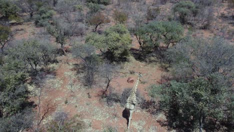 Jirafa-Africana-Caminando-Por-Arbustos-Y-árboles-En-Namibia,-Vista-Aérea