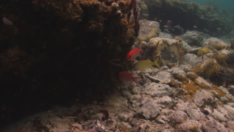 Coloridos-Peces-Nadando-Alrededor-De-Los-Arrecifes-De-Coral-En-El-Mar-Caribe,-San-Juan,-Tu