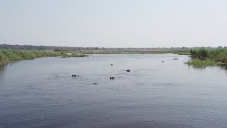 A-Bloat-of-Hippos-in-the-Caprivi-Strip-Cuando-River,-Namibia,-Africa---Aerial