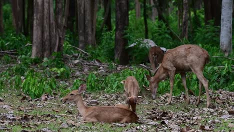 A-Doe-resting-on-the-ground-then-its-fawn-comes-to-join-her-while-a-stag-grazes