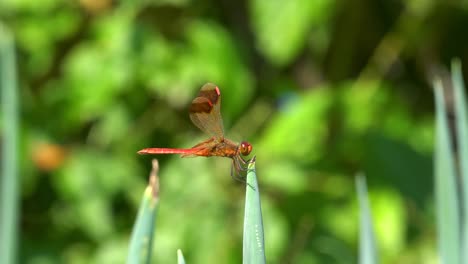 Koreanische-Libelle,-Die-Im-Sommer-In-Einer-Spitze-Einer-Grünen-Pflanze-Thront