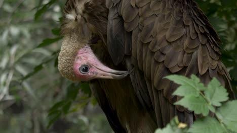 detail-shot-of-a-Hooded-vulture-grooming-its-feathers-in-a-deep-green-forest