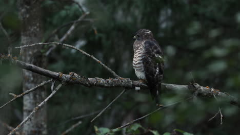 Puffed-up-Broad-winged-Hawk-scanning-Canadian-Boreal-forest-for-prey,-static-shot