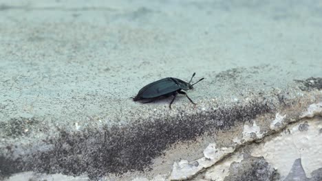 Darkling-Beetle-In-Defensive-Posture-On-The-Ground---high-angle-shot