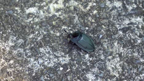 Un-Gran-Escarabajo-Negro-Sobre-Una-Superficie-De-Granito---Bicho-Apestoso-De-Aspecto-Aterrador