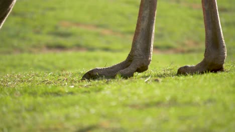 Close-up-detail-shot-of-the-powerful-feet-of-an-Ostrich