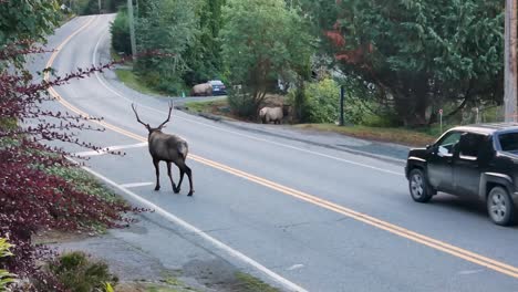 Big-elk-bugling-with-antlers-walking-down-a-road-in-small-town-BC-Canada-with-truck-with-herd-in-background