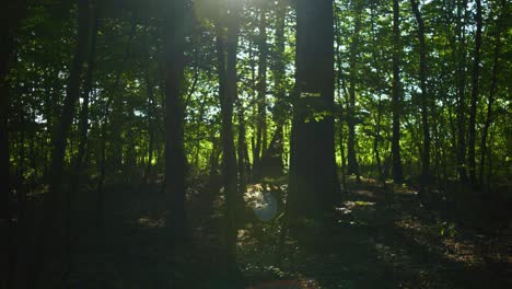 4K-still-shot-in-slow-motion-of-the-forest,-with-a-very-dim-light-hitting-the-woods