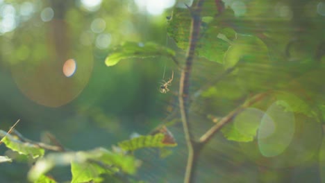 4K-slow-motion-macro-shot-of-two-spiders-fighting-against-each-other-for-a-dead-fly,-against-the-sunlight,-in-the-middle-of-the-forest