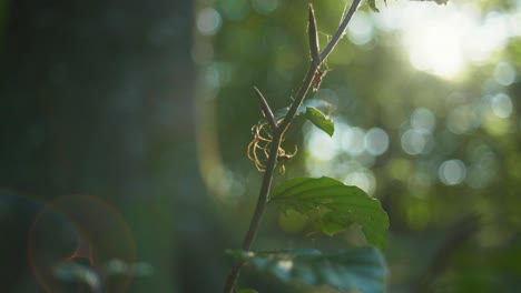 4K-slow-motion-macro-shot-of-two-spiders-fighting-against-each-other-for-a-dead-fly,-against-the-sunlight,-in-the-middle-of-the-forest