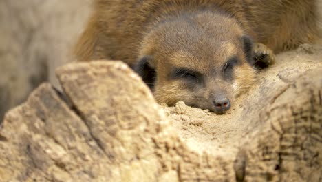 Close-up-of-a-tired-Meerkat-sleeping-on-a-log