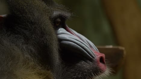 Close-up-portrait-of-a-powerful-Mandrill-alpha-male