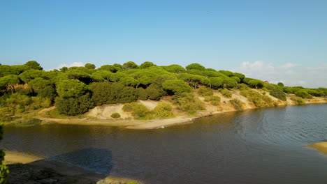 Aerial-view-of-Cartaya-Stone-or-Umbrella-Pine-Forest-with-Piedras-river-banks-in-Huelva,-Andalusia,-Spain-in-summer