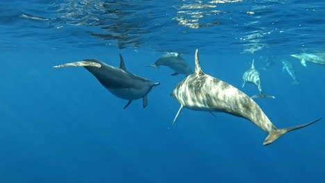 Grupo-De-Delfines-Nadando-Cerca-De-La-Superficie-Del-Mar-Azul-Bajo-Olas-Tranquilas