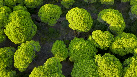 Stone-Pine-Treetops-of-Cartaya-Pine-Forest-in-Huelva,-Andalusia,-Spain,---Aerial-Top-Down-Zoom-out-or-Drone-Takeoff