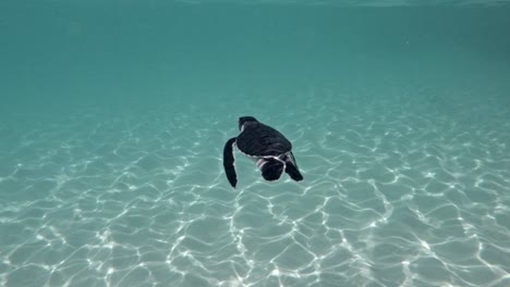 Baby-Meeresschildkröte,-Die-Gerade-Schwimmt-Und-Ihre-Flossen-Auf-Flachem-Wasser-Des-Blauen-Meeres-Mit-Sonnenlichtreflexion-Auf-Sandigem-Boden-Flattert