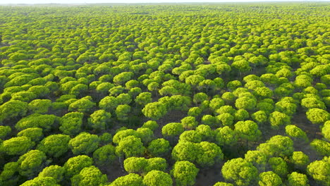 Stone-Pine-Forest-of-Cartaya-or-Campo-Comun-at-sunset-in-El-Rompido,-Huelva-province,-Andalusia,-Spain---Aerial-pitch-up