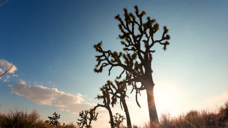 Wolkengebilde-Und-Sonnenuntergang-In-Der-Mojave-Wüste-Mit-Einem-Joshua-Tree-Im-Vordergrund---Zeitraffer