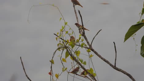 Lonchura-birds-in-pond-area-