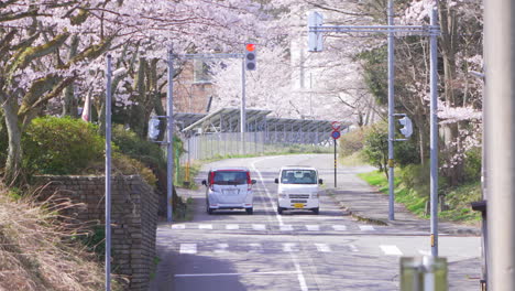 Toma-De-Tráfico-En-Japón-Durante-La-Temporada-De-Sakura-En-Kanazawa,-Con-árboles-De-Sakura-En-El-Fondo-Y-Camiones-Y-Autos-Pasando