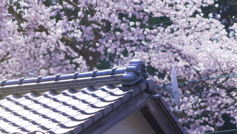Slow-zoom-out-shot-of-Traditional-Japanese-rooftop-surrounded-by-beautiful-cherry-blossom-trees-in-Kanazawa-in-springtime