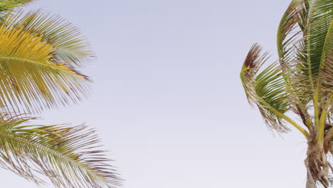 Blick-Auf-Den-Himmel-Und-Palmenblätter-Und-Zweige-Hintergrund