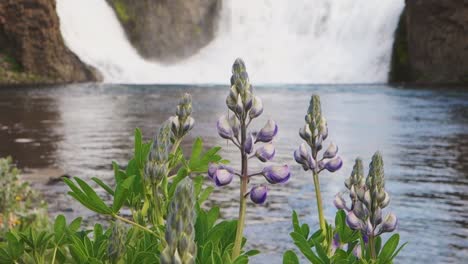 Lupine-nootkatensis-flowers-in-front-of-Hjalparfoss-waterfall-in-Thjorsardalur,-Iceland