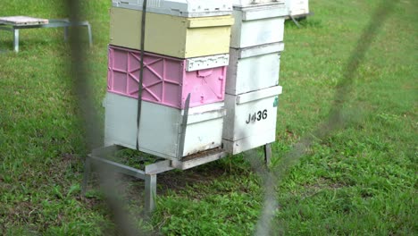 Australische-Honigarbeitsbienen-Gehen-In-Und-Aus-Buchsbaum-Im-Vordergrund-Verschwommen