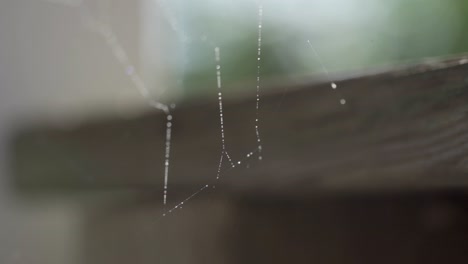 Makroaufnahme-Von-Kondensation,-Die-Auf-Einem-Spinnennetz-Im-Garten-Im-Hinterhof-Sitzt