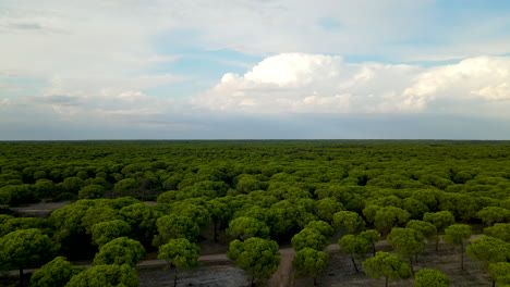 Aerial-rising-shot-revealing-endless-green-stone-pine-forest-in-Mediterranean