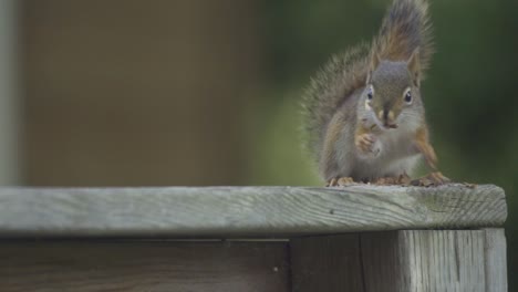 Amerikanisches-Rotes-Eichhörnchen,-Das-Ein-Stück-Nuss-Auf-Einem-Holzbrett-Isst